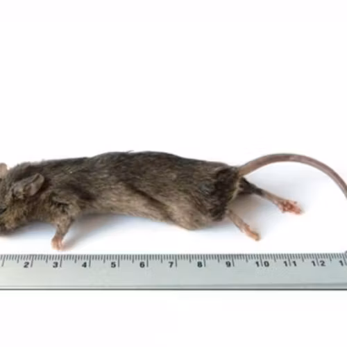 MUS 23-30 GRAM