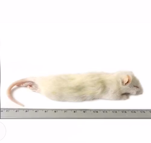 Råtta 60-90 GRAM