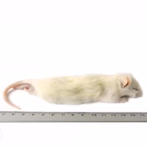 Råtta 60-90 GRAM