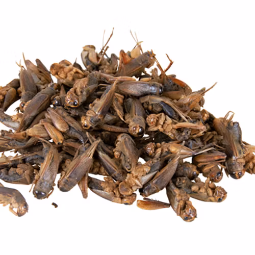 Syrsor, torkade, 250 ml/25 g