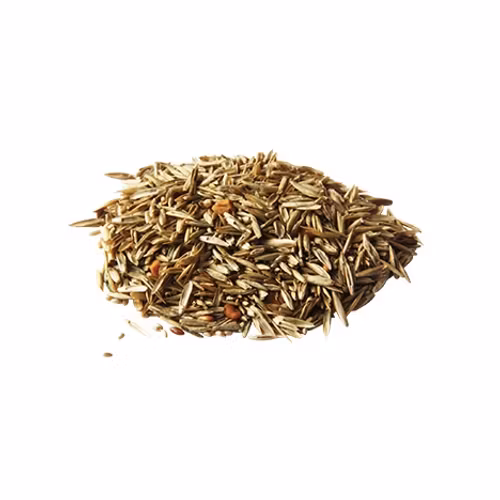 Pavo grass seed