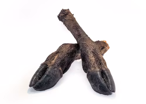 Hjortben med päls och klöve