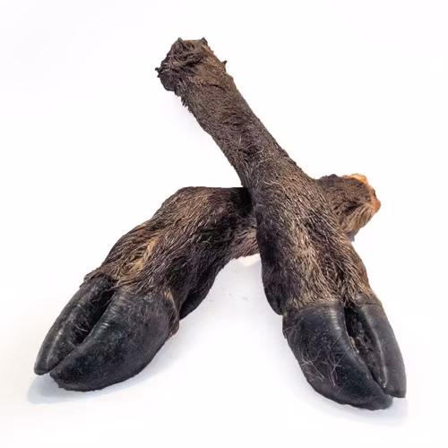 Hjortben med päls och klöve