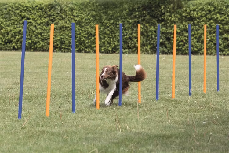 Agility 12 st Slalompinnar Plast 115 cm