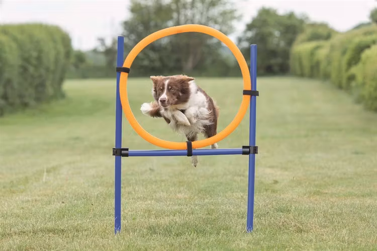 Agility Hoppring Plast 78 x 65 x 115 cm .