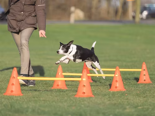 Dog Activity – Hinderset (3 hinder) .