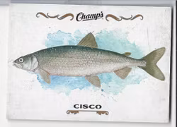 2015-16 Upper Deck Champ's Fish #F11 Cisco (10-X128-OTHERS)