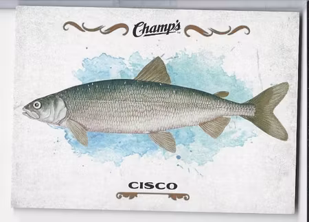 2015-16 Upper Deck Champ's Fish #F11 Cisco (10-X118-OTHERS)