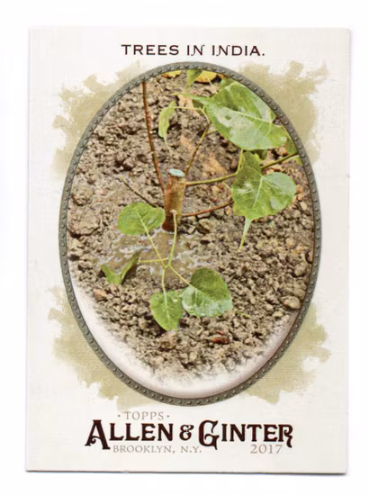 2017 Topps Allen and Ginter Hot Box Foil #52 Trees in India (10-T7-OTHER)