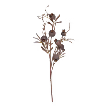 Fleur Gren m, Frökapsel