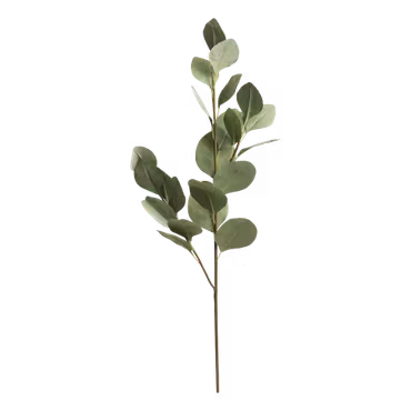 Fleur Eukalyptus gren