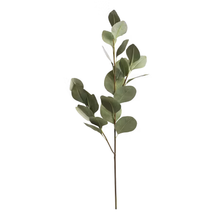 Fleur Eukalyptus gren