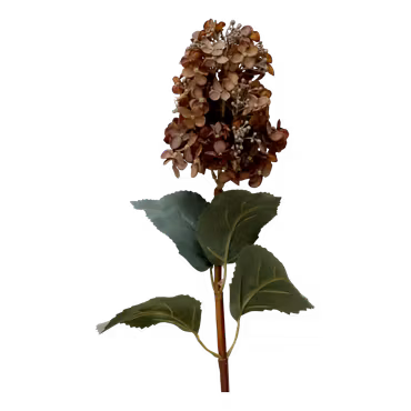 Fleur Hortensia