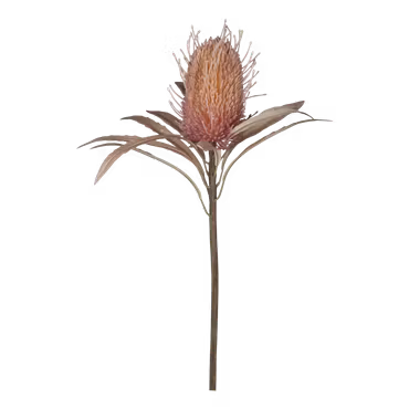 Fleur Protea