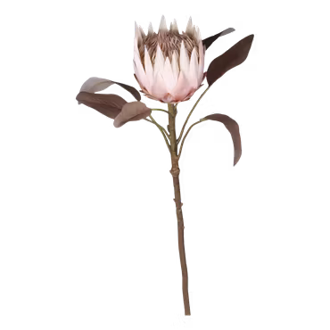 Fleur Protea