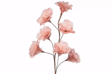 Kvist Fjäderblomma Gammelrosa