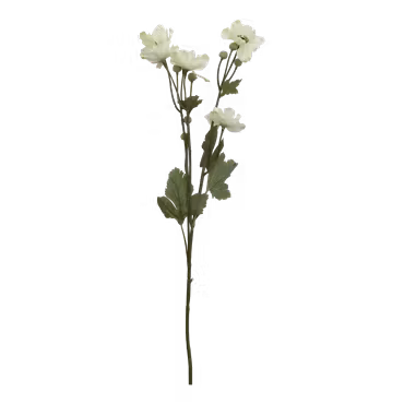 Fleur Fransk Anemon