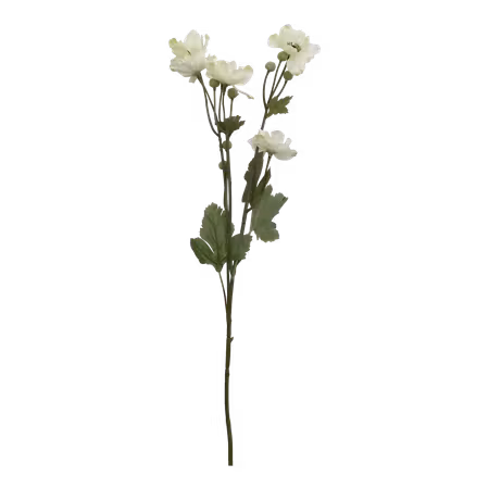 Fleur Fransk Anemon