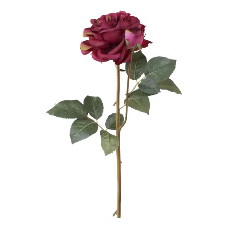 Fleur Ros