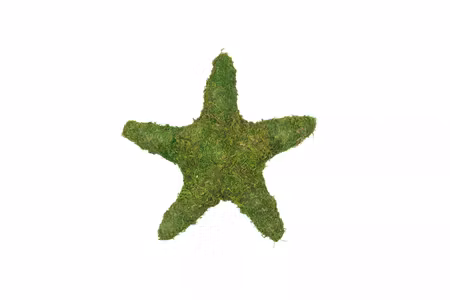 Mossstjärna