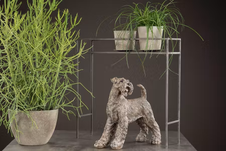 Hund Schnauzer Poly