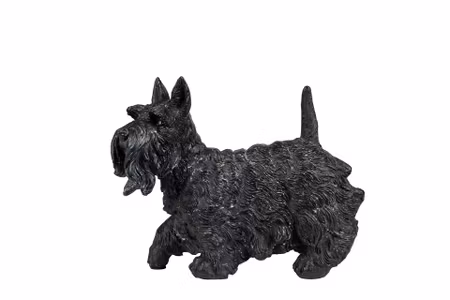 Hund Skotsk Terrier Poly
