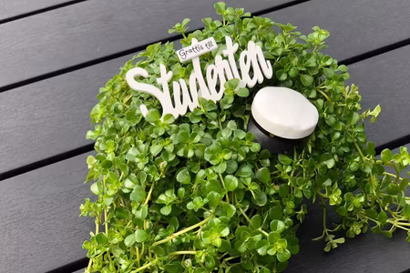 Grattis Till Studenten Stick vit