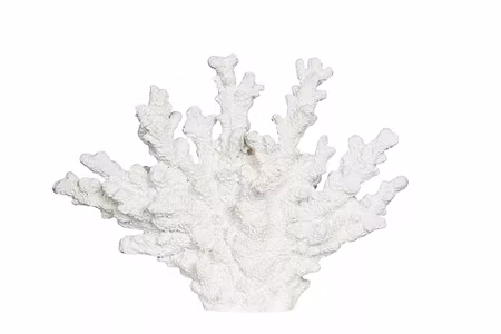 Korall Poly Vit