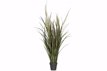Dunborstgräs 100cm