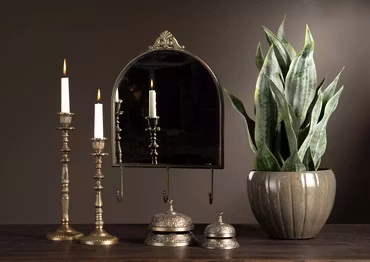 Sansevieria
