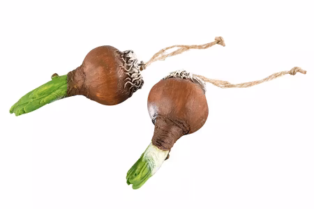 Blomsterlök Hänge Natur Poly