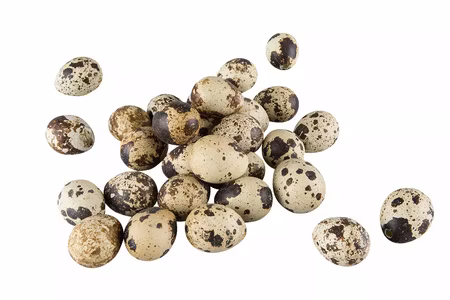 Vaktelägg Natur