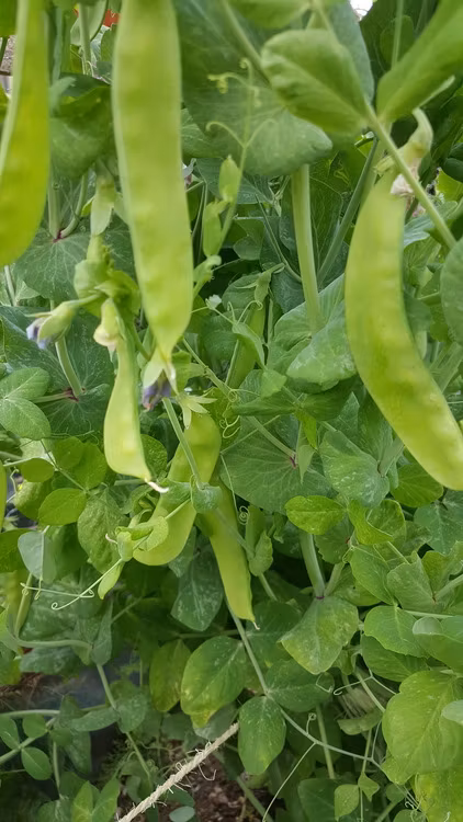 Lokförare Bergfälts Jätteärt, gråsockerärt