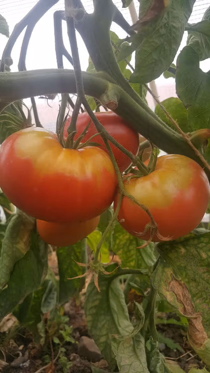 Brandywine, bifftomat