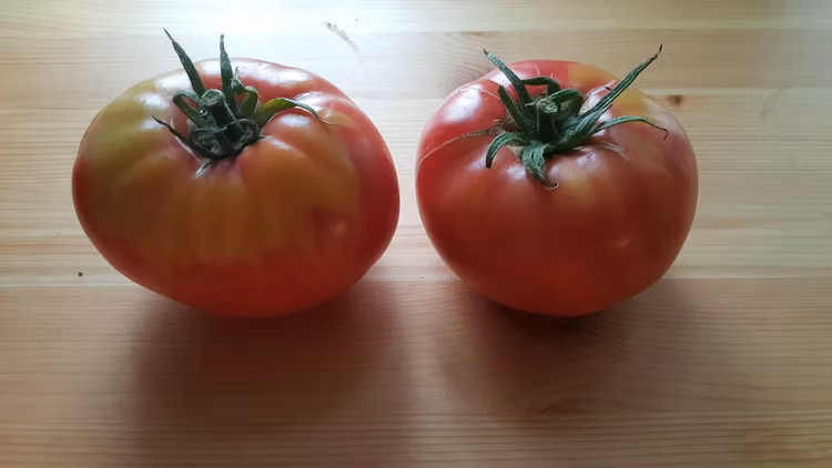 Brandywine, bifftomat