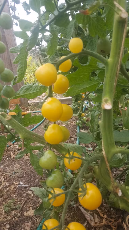 Snowberry, körsbärstomat