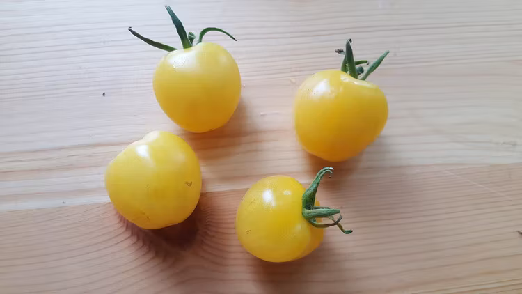 Snowberry, körsbärstomat