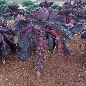 Red Ball, brysselkål