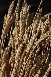 Lantvete från Uppsala, höstvete