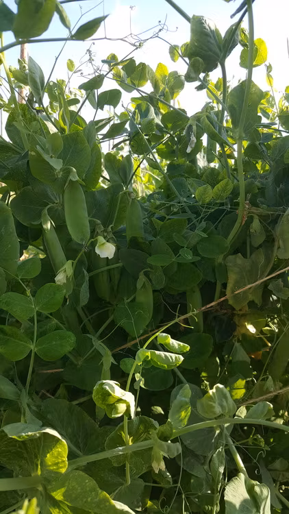 Mors stora, märgärt