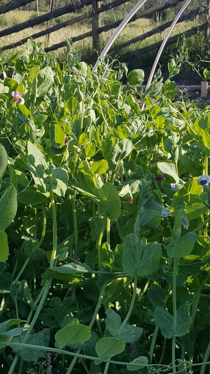 Rättviksärt, gråärt