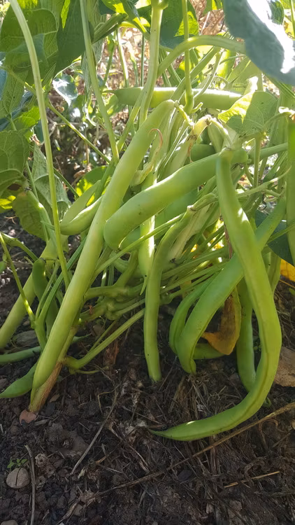 Morbrors gröna, brytböna