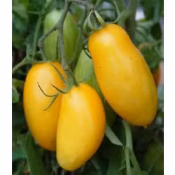 Banana Legs, plommontomat