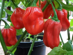Habanero Tropical Red, chili