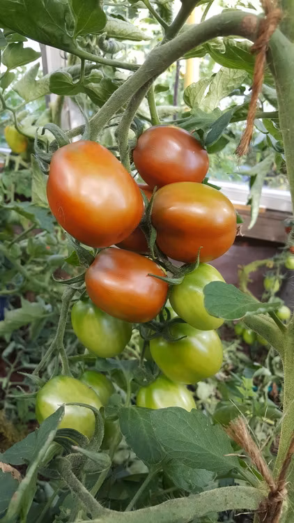 Black Plum, plommontomat