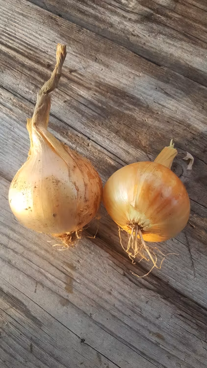 Gul lök, James Longkeeping (slut)