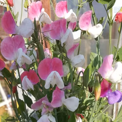 Luktärt, Painted Lady