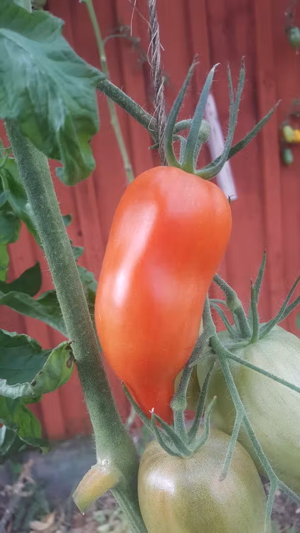 Andine Cornue, pastatomat