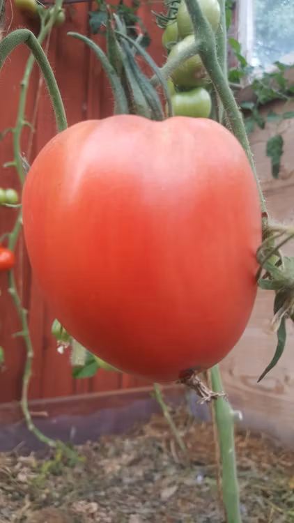 Hungerian Heart, bifftomat