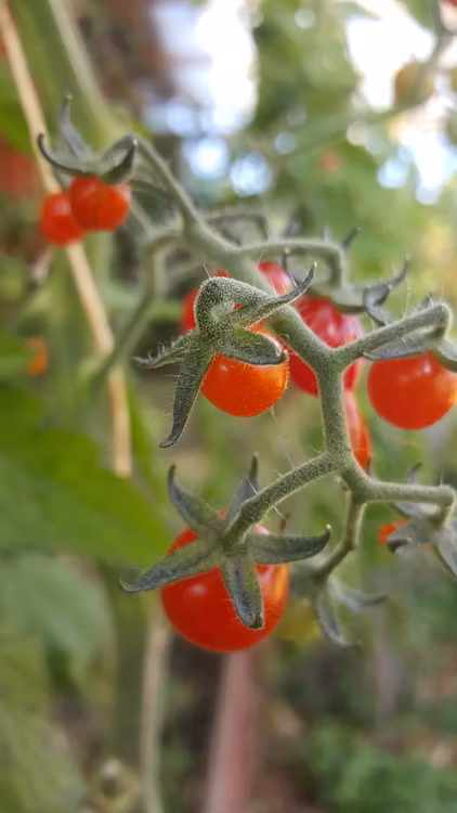 Barbaniaka, vinbärstomat